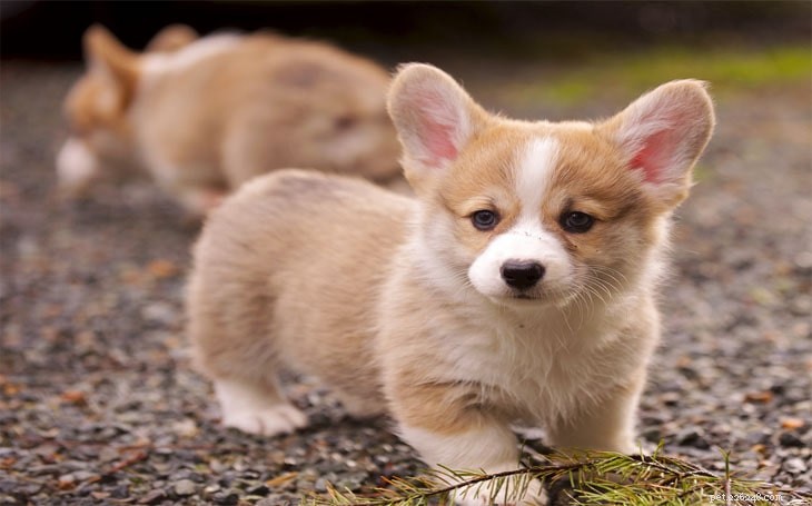 Carolina Dog Breed Profile: Loyal Sighthound from the USA