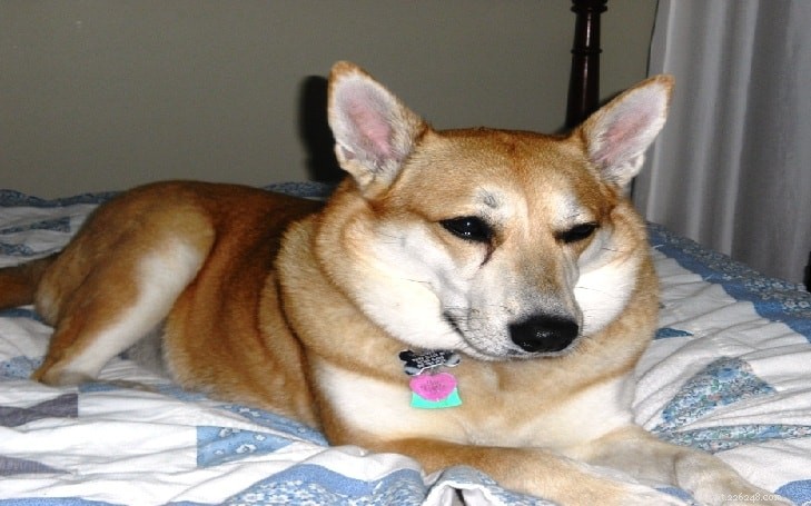 Carolina Dog Breed Profile: Loyal Sighthound from the USA