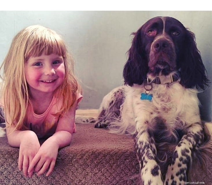 French Spaniel: Complete Breed Guide & Facts