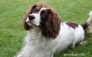French Spaniel: Complete Breed Guide & Facts