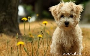 Havanese Dog: Comprehensive Breed Profile & Care Guide