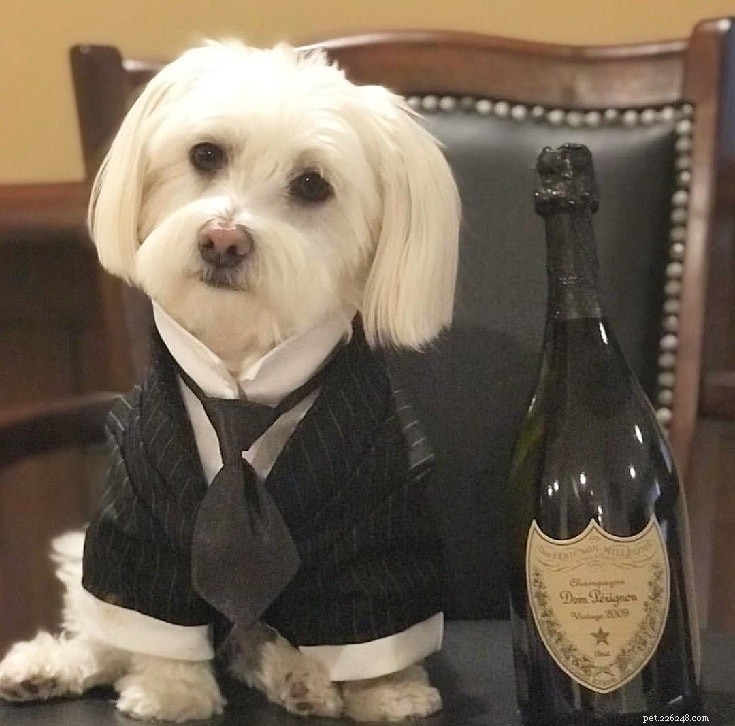 Havanese Dog: Comprehensive Breed Profile & Care Guide