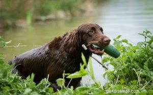 German Longhaired Pointer: Comprehensive Breed Profile