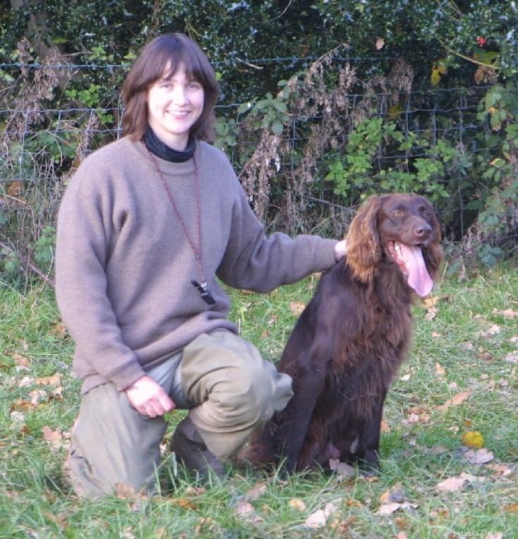 German Longhaired Pointer: Comprehensive Breed Profile