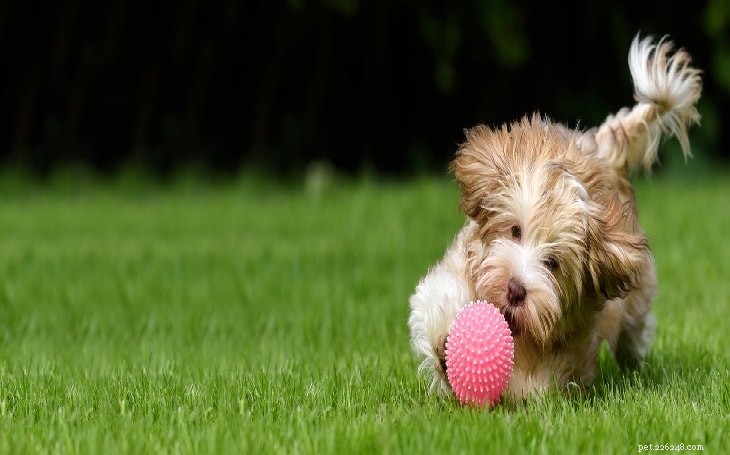 Havanese Dog: Comprehensive Breed Profile & Care Guide