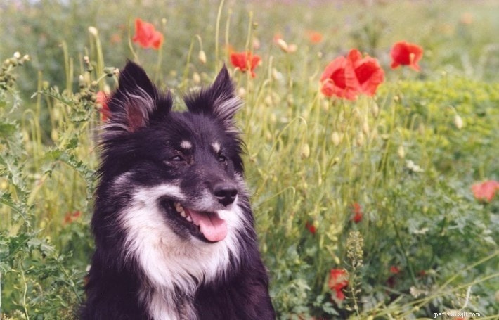 Icelandic Sheepdog Breed Profile: Traits, Size & Care