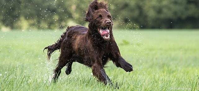 German Longhaired Pointer: Comprehensive Breed Profile