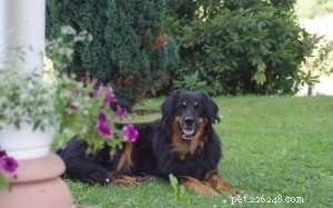 Hovawart Dog: Key Facts, Temperament, and Care Guide
