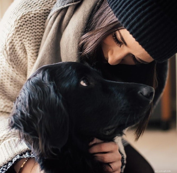 Hovawart Dog: Key Facts, Temperament, and Care Guide