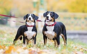 Entlebucher Mountain Dog: Swiss Herding Breed Overview