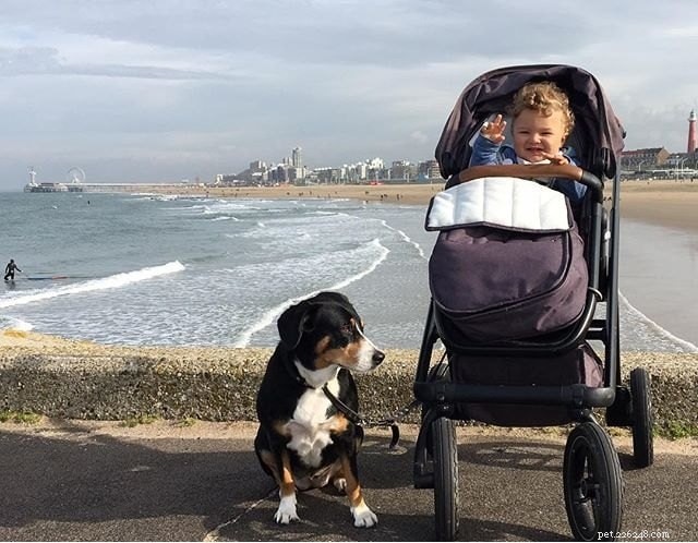 Entlebucher Mountain Dog: Swiss Herding Breed Overview