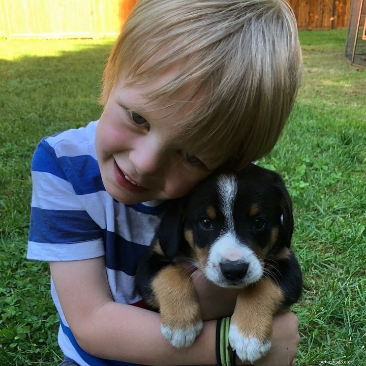 Entlebucher Mountain Dog: Swiss Herding Breed Overview