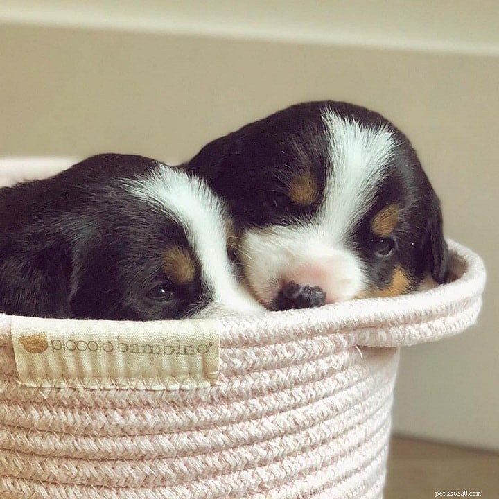 Entlebucher Mountain Dog: Swiss Herding Breed Overview