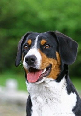 Entlebucher Mountain Dog: Swiss Herding Breed Overview