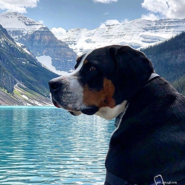 Entlebucher Mountain Dog: Swiss Herding Breed Overview