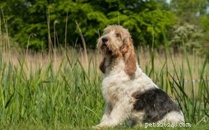 Grand Basset Griffon Vendéen: Classic French Scenthound for Hunting & Companion