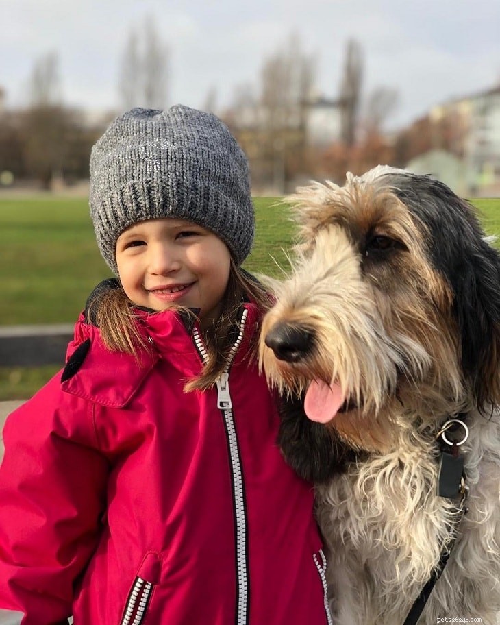 Grand Basset Griffon Vendéen: Classic French Scenthound for Hunting & Companion