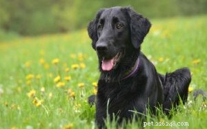 Flat-Coated Retriever Breed Guide: Temperament, Care & Characteristics