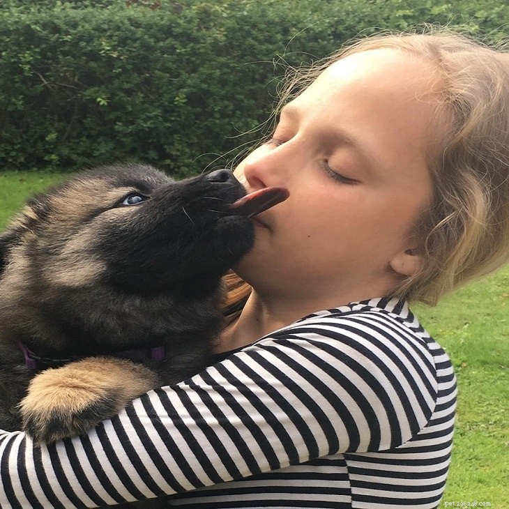 Eurasier Dog: Comprehensive Breed Profile & Care Guide