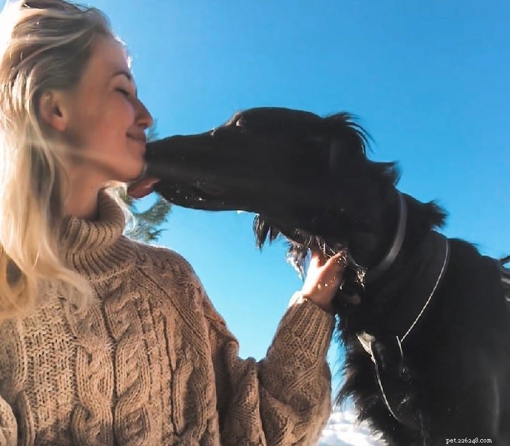 Flat-Coated Retriever Breed Guide: Temperament, Care & Characteristics
