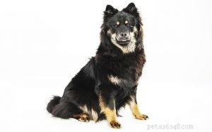 Eurasier Dog: Comprehensive Breed Profile & Care Guide