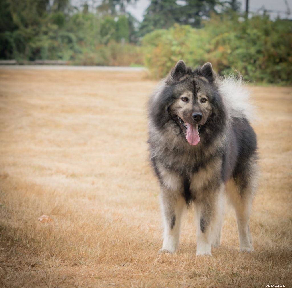 Eurasier Dog: Comprehensive Breed Profile & Care Guide