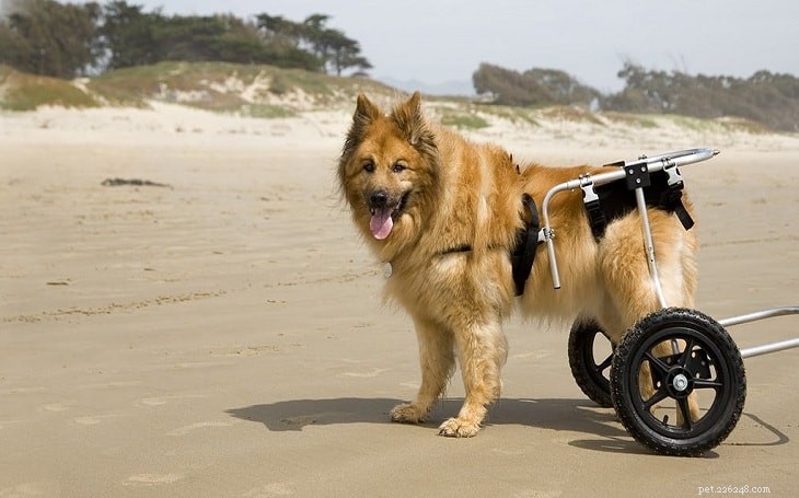 Eurasier Dog: Comprehensive Breed Profile & Care Guide