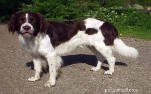Drentsche Patrijshond: Dutch Hound Breed Profile