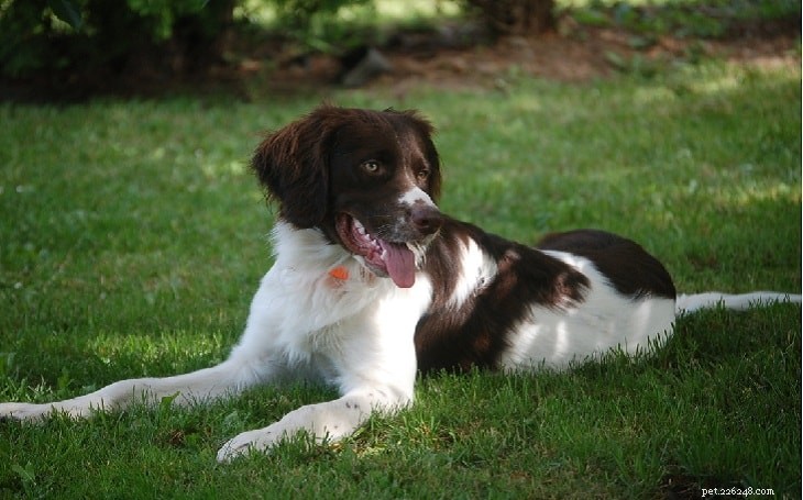 Drentsche Patrijshond: Dutch Hound Breed Profile