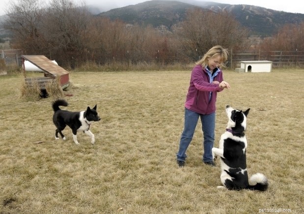 Karelian Bear Dog: A Loyal Finnish Hunting Companion