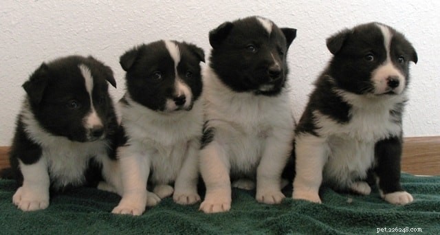 Karelian Bear Dog: A Loyal Finnish Hunting Companion
