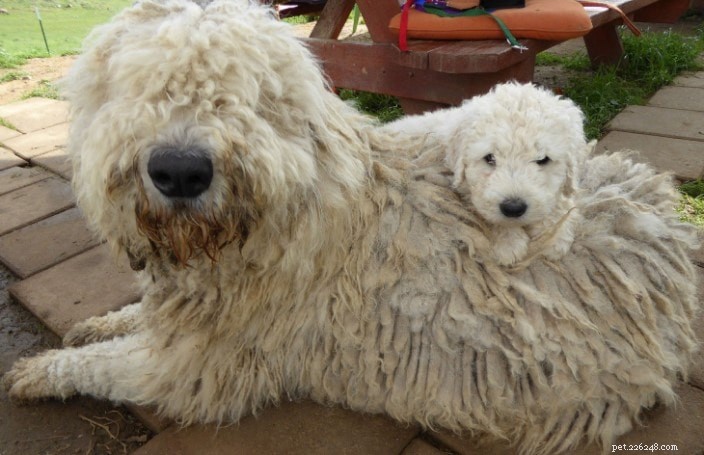 Komondor Dog Breed: Characteristics, Care & History