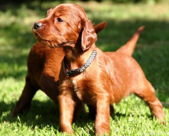Everything You Need to Know About the Irish Setter Dog Breed