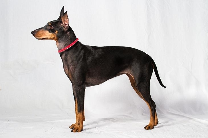 Lancashire Heeler: A Comprehensive Guide to the Hardy English Herding Dog