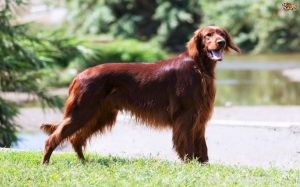 Everything You Need to Know About the Irish Setter Dog Breed