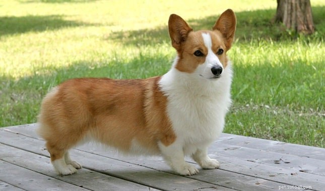 Lancashire Heeler: A Comprehensive Guide to the Hardy English Herding Dog