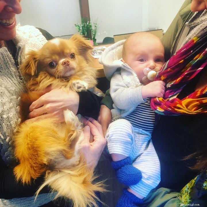Japanese Chin: Complete Breed Profile & Care Guide