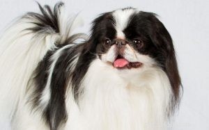 Japanese Chin: Complete Breed Profile & Care Guide