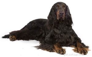 Gordon Setter: Breed Overview & Key Traits