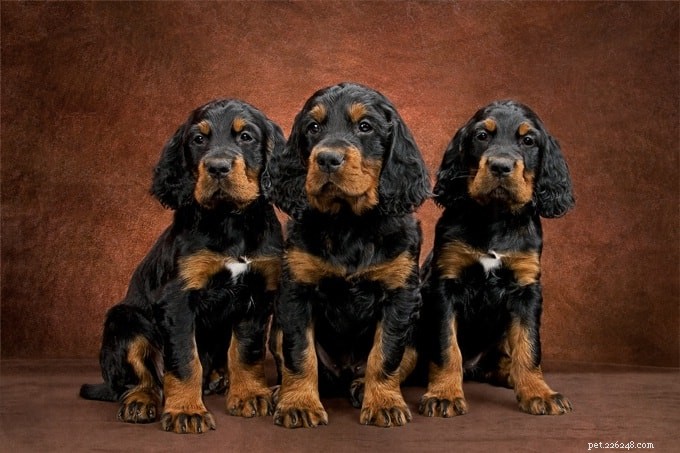 Gordon Setter: Breed Overview & Key Traits