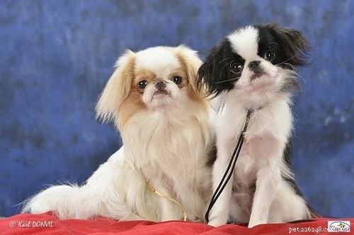 Japanese Chin: Complete Breed Profile & Care Guide