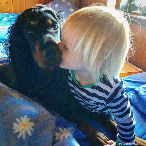 Gordon Setter: Breed Overview & Key Traits