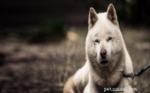 Hokkaido Dog: Japan’s Loyal Spitz Hunting Companion