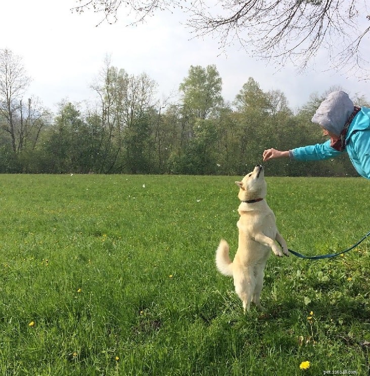 Hokkaido Dog: Japan’s Loyal Spitz Hunting Companion
