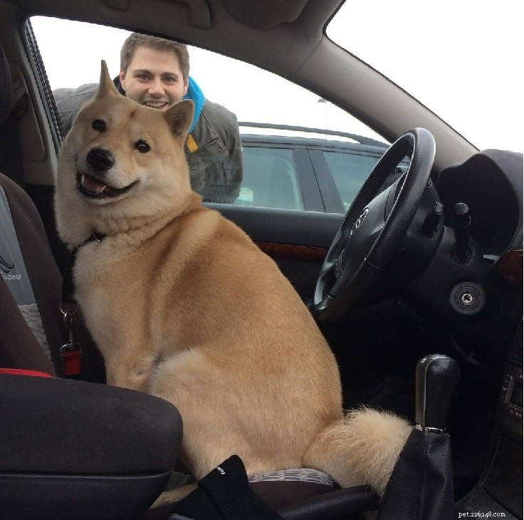Hokkaido Dog: Japan’s Loyal Spitz Hunting Companion