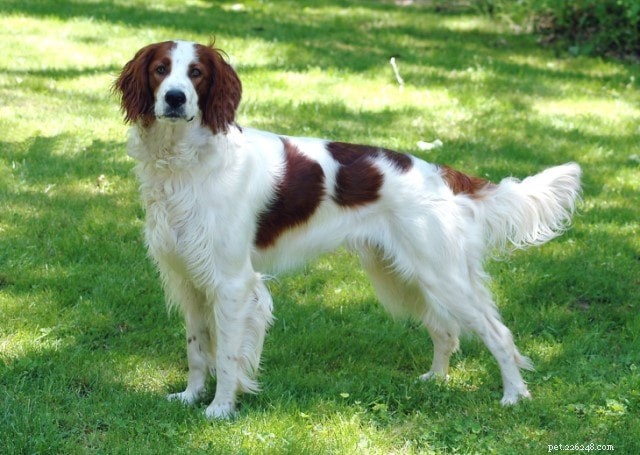 Irish Red & White Setter – Complete Breed Profile