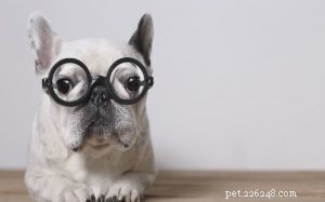 French Bulldog Breed Profile: Size, Temperament, Care & History