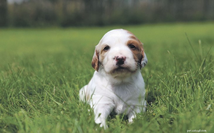Irish Red & White Setter – Complete Breed Profile