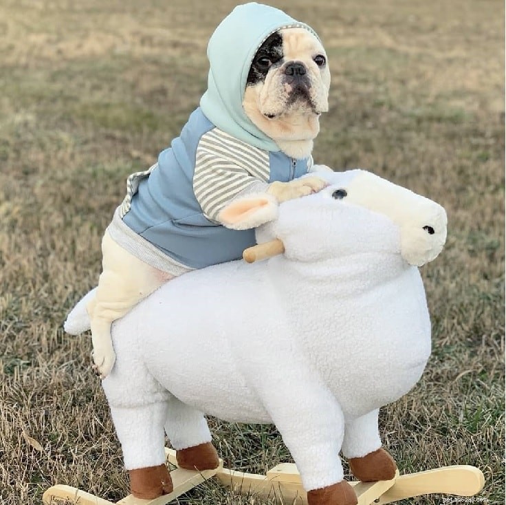 French Bulldog Breed Profile: Size, Temperament, Care & History