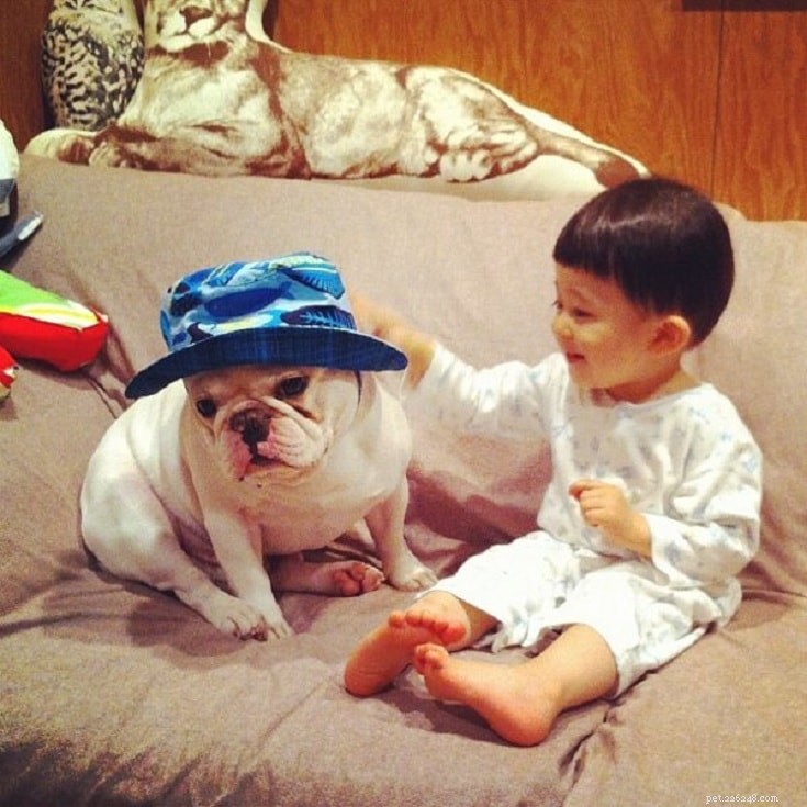 French Bulldog Breed Profile: Size, Temperament, Care & History